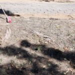 20.08.2015 Kielce. Ulica Św. Stanisława Kostki. Remont ulicy odsłonił korzenie drzew. / Stanisław Blinstrub / Radio Kielce