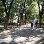 20.08.2015 Kielce. Ulica Św. Stanisława Kostki. Remont ulicy odsłonił korzenie drzew. / Stanisław Blinstrub / Radio Kielce