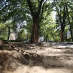 20.08.2015 Kielce. Ulica Św. Stanisława Kostki. Remont ulicy odsłonił korzenie drzew. / Stanisław Blinstrub / Radio Kielce