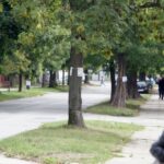 08.09.2015 Kielce. Piekoszowska. Happening przeciwko wycinaniu drzew i planowanej ścieżce rowerowej / Stanisław Blinstrub / Radio Kielce