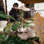 20.09.2015 Kielce. Sienkiewicza. Grzybobranie na deptaku wraz z Lasami Państwowymi / Stanisław Blinstrub / Radio Kielce