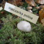 20.09.2015 Kielce. Sienkiewicza. Grzybobranie na deptaku wraz z Lasami Państwowymi / Stanisław Blinstrub / Radio Kielce