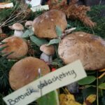 20.09.2015 Kielce. Sienkiewicza. Grzybobranie na deptaku wraz z Lasami Państwowymi / Stanisław Blinstrub / Radio Kielce