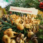 20.09.2015 Kielce. Sienkiewicza. Grzybobranie na deptaku wraz z Lasami Państwowymi / Stanisław Blinstrub / Radio Kielce