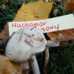 20.09.2015 Kielce. Sienkiewicza. Grzybobranie na deptaku wraz z Lasami Państwowymi / Stanisław Blinstrub / Radio Kielce