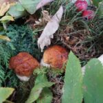 20.09.2015 Kielce. Sienkiewicza. Grzybobranie na deptaku wraz z Lasami Państwowymi / Stanisław Blinstrub / Radio Kielce