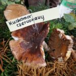 20.09.2015 Kielce. Sienkiewicza. Grzybobranie na deptaku wraz z Lasami Państwowymi / Stanisław Blinstrub / Radio Kielce