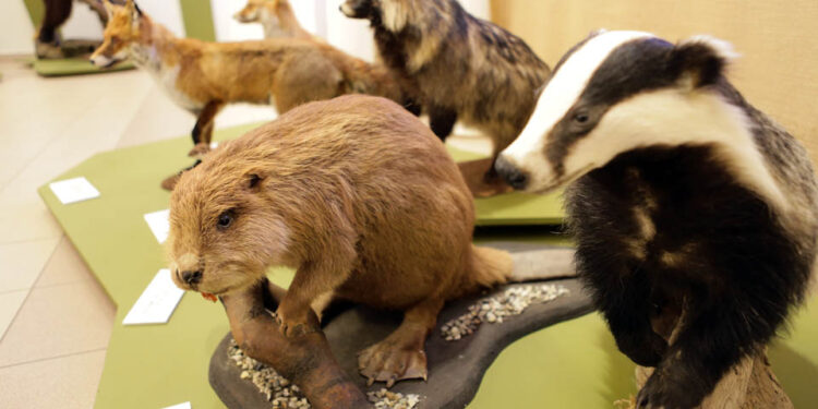 28.10.2104 Kielce. Oddział Muzeum Narodowego przy ul. Orlej. Wystawa Zwierzęta i kontynenty. / Wojciech Habdas / Radio Kielce