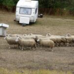 09.09.2015 Poniedzie. Project Life+. Strzyżenie owiec. / Grzegorz Jamka / Radio Kielce