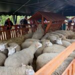 09.09.2015 Poniedzie. Project Life+. Strzyżenie owiec. / Grzegorz Jamka / Radio Kielce