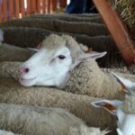 09.09.2015 Poniedzie. Project Life+. Strzyżenie owiec. / Grzegorz Jamka / Radio Kielce