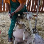 09.09.2015 Poniedzie. Project Life+. Strzyżenie owiec. / Grzegorz Jamka / Radio Kielce