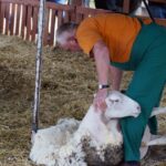 09.09.2015 Poniedzie. Project Life+. Strzyżenie owiec. / Grzegorz Jamka / Radio Kielce