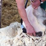 09.09.2015 Poniedzie. Project Life+. Strzyżenie owiec. / Grzegorz Jamka / Radio Kielce