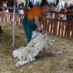 09.09.2015 Poniedzie. Project Life+. Strzyżenie owiec. / Grzegorz Jamka / Radio Kielce