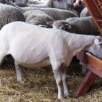 09.09.2015 Poniedzie. Project Life+. Strzyżenie owiec. / Grzegorz Jamka / Radio Kielce