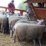 09.09.2015 Poniedzie. Project Life+. Strzyżenie owiec. / Grzegorz Jamka / Radio Kielce