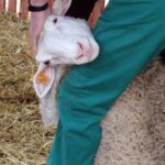 09.09.2015 Poniedzie. Project Life+. Strzyżenie owiec. / Grzegorz Jamka / Radio Kielce