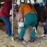 09.09.2015 Poniedzie. Project Life+. Strzyżenie owiec. / Grzegorz Jamka / Radio Kielce