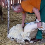 09.09.2015 Poniedzie. Project Life+. Strzyżenie owiec. / Grzegorz Jamka / Radio Kielce