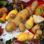 20.09.2015 Dębno. Pieczenie ziemniaków. / Krzysztof Żołądek / Radio Kielce