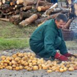 20.09.2015 Dębno. Pieczenie ziemniaków. / Krzysztof Żołądek / Radio Kielce