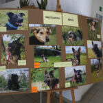 Miłośnicy zwierząt odwiedzili Szklany Dom (10 października 2015 r) / Piotr Michalski / Radio Kielce