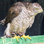 16.10.2015. Warsztaty w Zespole Szkół Leśnych w Zagnańsku / Krzysztof Bujnowicz / Radio Kielce