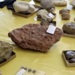 25.10.2015 Chęciny. Dzień otwarty w Europejskim Centrum Edukacji Geologicznej / Stanisław Blinstrub / Radio Kielce