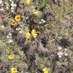 19.10.2015 Podzamcze Chęcińskie. Otwarcie Europejskiego Centrum Edukacji Geologicznej / Wojciech Habdas / Radio Kielce