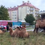 14.10.2015. Wielbłądy przy ulicy Klonowej w Kielcach / Radosław Podsiadły / Radio Kielce