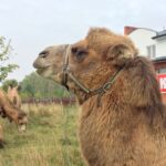 14.10.2015. Wielbłądy przy ulicy Klonowej w Kielcach / Radosław Podsiadły / Radio Kielce