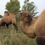 14.10.2015. Wielbłądy przy ulicy Klonowej w Kielcach / Radosław Podsiadły / Radio Kielce