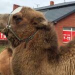 14.10.2015. Wielbłądy przy ulicy Klonowej w Kielcach / Radosław Podsiadły / Radio Kielce