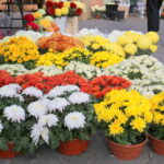 30.10.2015. Wzmożony ruch przy kieleckich cmentarzach. Zmiana w organizacji ruchu / Kamil Król / Radio Kielce