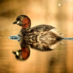 16.10.2015 Kielce. Przyroda Ponidzia w obiektywie Sławomira Mrozka - wystawa w Muzeum Historii Kielc / rep. Wojciech Habdas / Radio Kielce