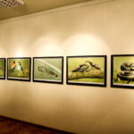 16.10.2015 Kielce. Przyroda Ponidzia w obiektywie Sławomira Mrozka - wystawa w Muzeum Historii Kielc / Wojciech Habdas / Radio Kielce