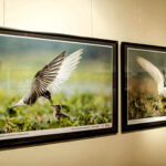 16.10.2015 Kielce. Przyroda Ponidzia w obiektywie Sławomira Mrozka - wystawa w Muzeum Historii Kielc / Wojciech Habdas / Radio Kielce