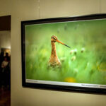 16.10.2015 Kielce. Przyroda Ponidzia w obiektywie Sławomira Mrozka - wystawa w Muzeum Historii Kielc / Wojciech Habdas / Radio Kielce