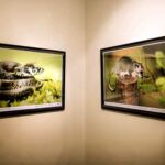 16.10.2015 Kielce. Przyroda Ponidzia w obiektywie Sławomira Mrozka - wystawa w Muzeum Historii Kielc / Wojciech Habdas / Radio Kielce