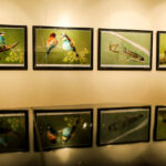 16.10.2015 Kielce. Przyroda Ponidzia w obiektywie Sławomira Mrozka - wystawa w Muzeum Historii Kielc / Wojciech Habdas / Radio Kielce