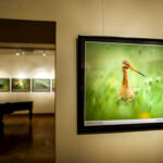 16.10.2015 Kielce. Przyroda Ponidzia w obiektywie Sławomira Mrozka - wystawa w Muzeum Historii Kielc / Wojciech Habdas / Radio Kielce