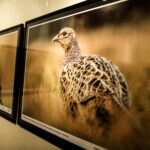 16.10.2015 Kielce. Przyroda Ponidzia w obiektywie Sławomira Mrozka - wystawa w Muzeum Historii Kielc / Wojciech Habdas / Radio Kielce