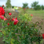22.10.2015 Kielce. W Ogrodzie botanicznym trwa sadzenie różnych odmian róż. / Wojciech Habdas / Radio Kielce
