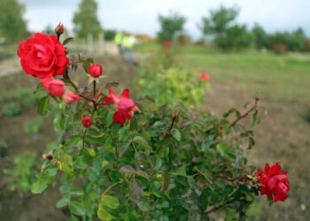 22.10.2015 Kielce. W Ogrodzie botanicznym trwa sadzenie różnych odmian róż. / Wojciech Habdas / Radio Kielce