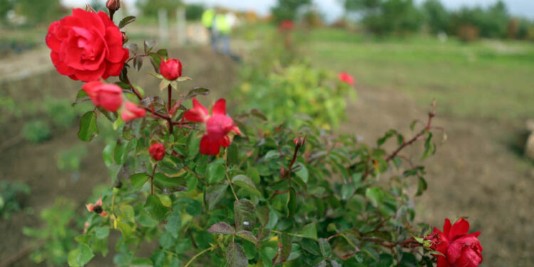 22.10.2015 Kielce. W Ogrodzie botanicznym trwa sadzenie różnych odmian róż. / Wojciech Habdas / Radio Kielce
