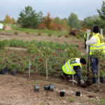 22.10.2015 Kielce. W Ogrodzie botanicznym trwa sadzenie różnych odmian róż. / Wojciech Habdas / Radio Kielce