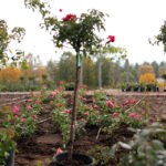 22.10.2015 Kielce. W Ogrodzie botanicznym trwa sadzenie różnych odmian róż. / Wojciech Habdas / Radio Kielce