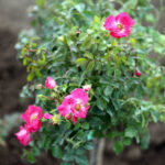 22.10.2015 Kielce. W Ogrodzie botanicznym trwa sadzenie różnych odmian róż. / Wojciech Habdas / Radio Kielce