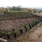 22.10.2015 Kielce. W Ogrodzie botanicznym trwa sadzenie różnych odmian róż. / Wojciech Habdas / Radio Kielce